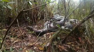 Imagem: Daniel De Granville/Reprodução de vídeo