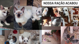 Sem ração, abrigo que tem mais de 80 pets implora por ajuda e doações