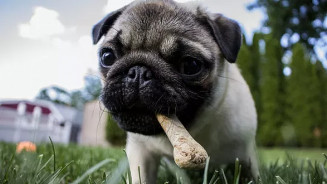 Com alto valor dos insumos, ração para pets deve ficar mais cara