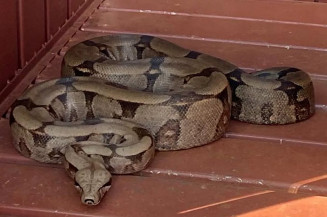 Morador encontra jiboia de 2 metros no quintal de casa