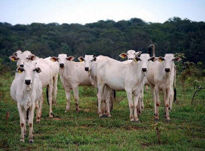 Consumo de carne e o desmatamento da Amazônia
