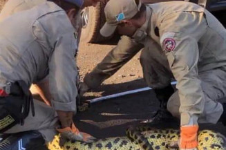 Sucuri foi capturada pelo Corpo de Bombeiros após se alimentar de cachorro em empresa de Corumbá — Foto: Corpo de Bombeiros/Divulgação