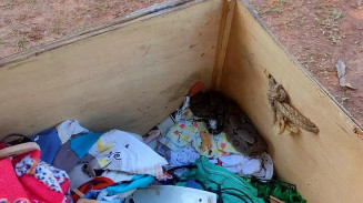 Moradora encontra jiboia de 1,5m em caixa com roupas no centro de cidade em MS