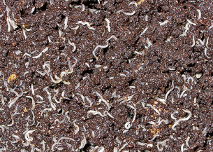 Pesquisadores identificam 20 novas espécies de microminhocas no Cerrado