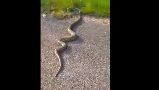 Sucuri de 5 metros interrompe tráfego em Corumbá