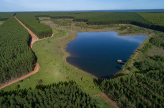 Celulose: Megafábricas vão investir mais de R$ 34 bilhões em MS