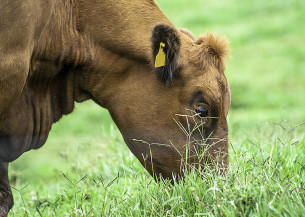 Pesquisa desenvolve protocolo para produzir carne neutralizando emissões de gases
