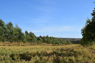 Grão-de-bico é alternativa para safrinha e integração lavoura-pecuária-floresta