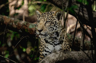 Fêmeas são responsáveis por cuidar dos filhotes. — Foto: Divulgação/IHP