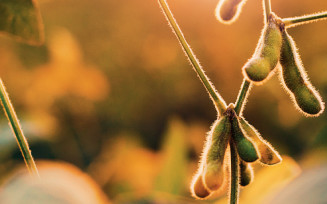 Parasita causa prejuízo de R$ 65 bilhões na soja brasileira