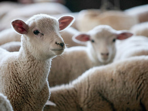 Projeto quer reduzir a incidência de doenças no rebanho de carneiros