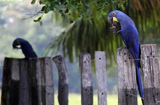 Investimentos em logística cria novos produtos turísticos no Pantanal