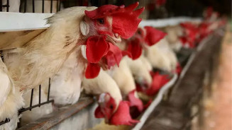 Bloqueios afetam transportes e começa a faltar ração para aves e suínos