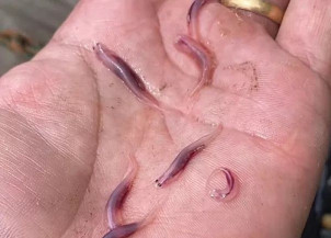 Giro da Onça: Conheça o peixe brasileiro pode penetrar orifícios do corpo humano