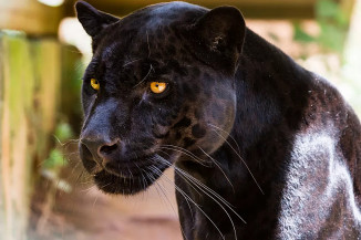 Onça-preta e onça-pintada são a mesma espécie; entenda