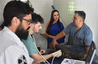 Bioparque Pantanal fará exames de ultrassom em jacarés