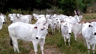 Ministério da Agricultura confirma que caso de vaca louca em bovino é atípico