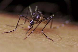 Campo Grande investiga morte de menina de 3 anos com suspeita de dengue