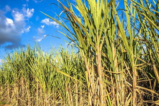 Evento CanaMS promete novidades em resultados de pesquisa para a cana