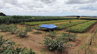 Com apoio da Agraer, agricultor familiar planta orgânicos e vira referência em Dourados