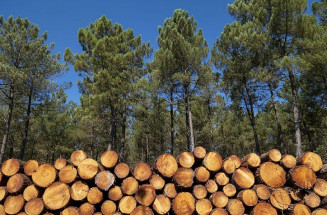 MS tem 42 oportunidades de trabalho em empresa de serviços florestais de silvicultura