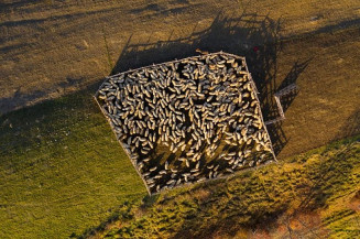 Drones garantem 66% de precisão no monitoramento de pastagens