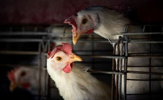 Gripe aviária leva Brasil a decretar emergência zoossanitária