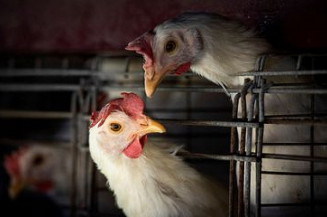 Gripe aviária leva Brasil a decretar emergência zoossanitária