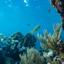 II Exposição da Cultura Oceânica estará na Casa da Cultura UEMS de 28/06 a 01/07