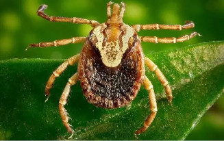 Bebê de 1 ano pode ter sido primeira vítima da febre maculosa em MS