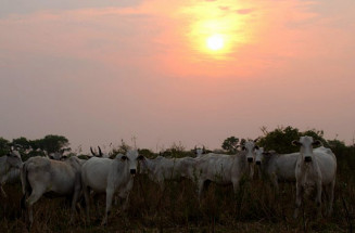 Declaração Semestral de Rebanhos termina na sexta-feira em MS