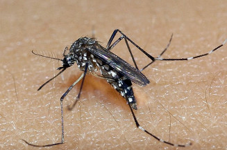 Vacina contra a dengue já está disponível em clínicas particulares de Campo Grande