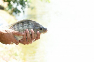 Tilápia: extrato de planta melhora imunidade e ganho de peso