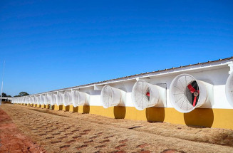 Avicultura reforça cadeia produtiva e aposta no sustentável