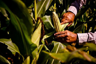 BNDES amplia crédito à agricultura familiar em 103%