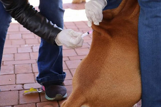 Campanha de vacinação mira imunização de 280 mil cães e gatos na Capital