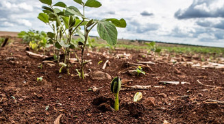 Publicado calendário de semeadura da soja 23/24