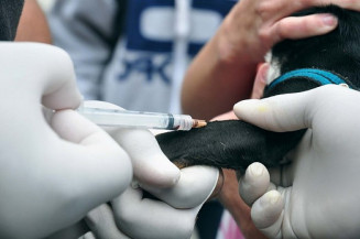 Exame laboratorial para detecção da Leishmaniose Visceral Canina é disponibilizado gratuitamente na Capital