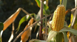 Governo já efetuou compra de 8,3 milhões de sacas de milho em 2023