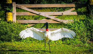 Giro da Onça: MS é referência em monitoramento, prevenção e combate a incêndios florestais