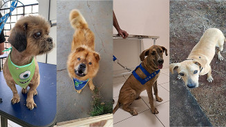 Associação Refúgio dos Bichos abre cadastro para Lar Temporário