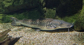 Giro da Onça: Veja a importância de incluir peixe na alimentação de sua família