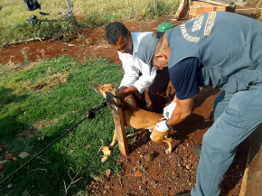 Prefeitura leva vacinação contra a Raiva a animais da Zona Rural de Campo Grande