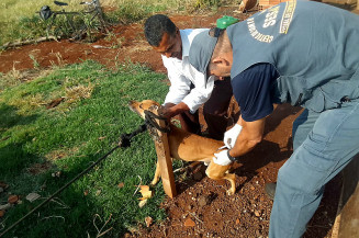 Prefeitura leva vacinação contra a Raiva a animais da Zona Rural de Campo Grande