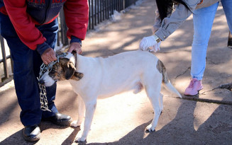 Naviraí promove Campanha de Vacinação Antirrábica no próximo sábado