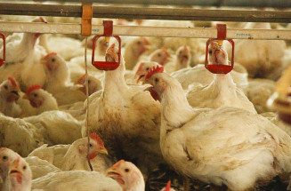 Cadeia produtiva da avicultura de MS tem alta