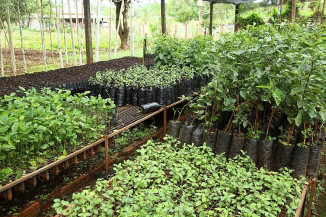 Dourados realiza doação de mudas na Praça Antônio João e na Reserva Indígena