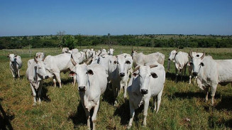 Boi gordo: preço da arroba reage em setembro