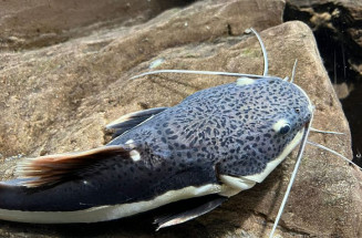Bioparque Pantanal apresenta novos moradores de tanque itinerante