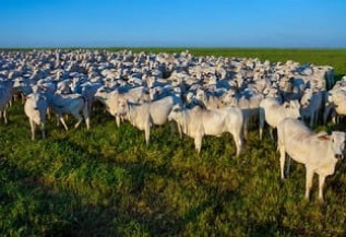 Em Dourados arroba do boi custa R$ 235; Mercado de boi gordo segue com preços estáveis no Brasil